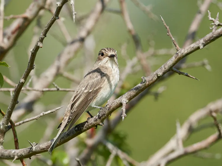 le gobemouche gris annonce le printemps