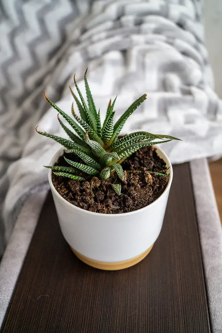 le haworthia est une succulente à cultiver dans une cuisine peu lumineuse