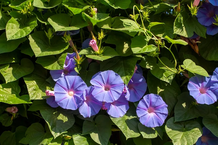 le liseron est une plante grimpante très conquérante