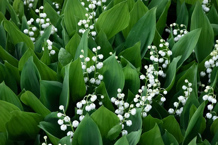 le muguet forme un tapis dense qui étouffe les autres végétaux