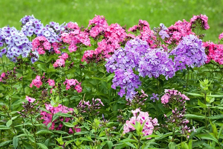 le phlox est une fleur persistante à croissance rapide à cultiver en massif ou en pot