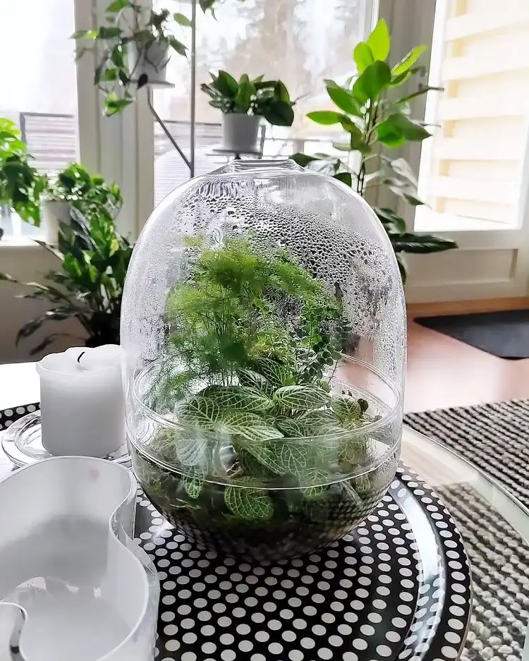 le terrarium retient l'humidité et recrée l'environnement tropical des plantes