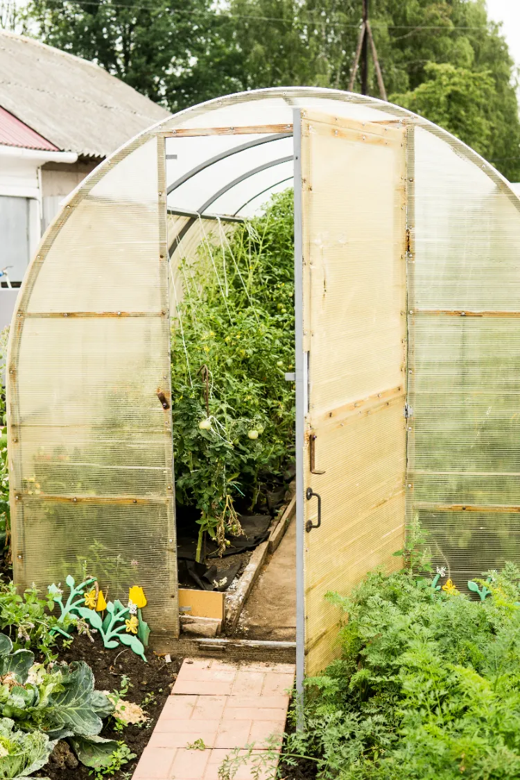 légumes à planter sous serre