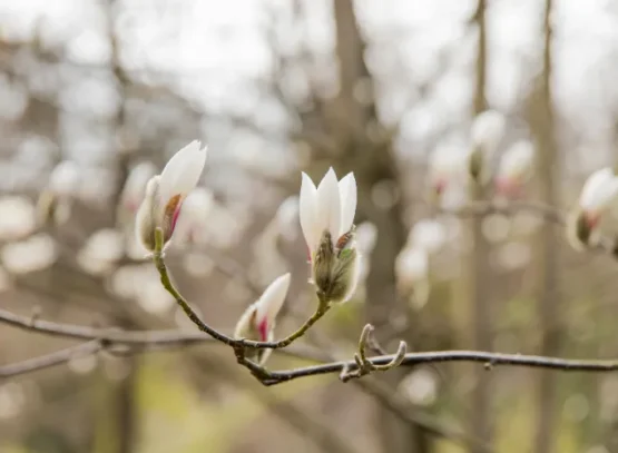 les causes de l'enroulement des feuilles du magnolia 2025