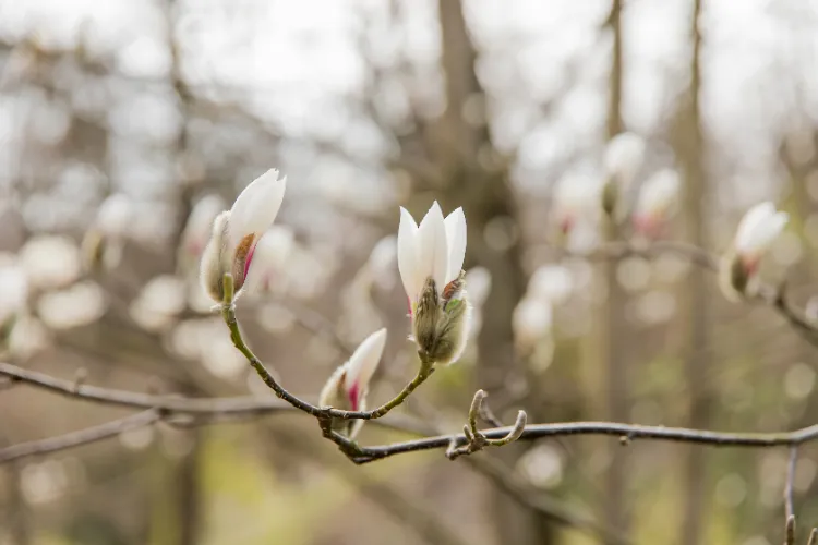 les causes de l'enroulement des feuilles du magnolia 2025