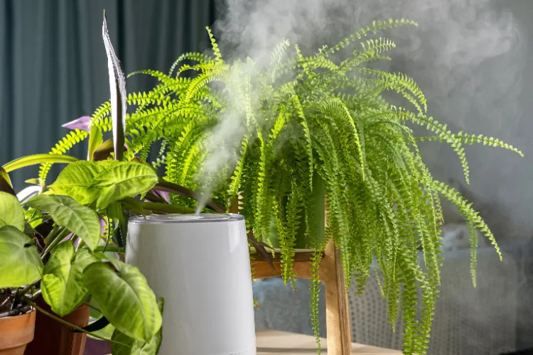 l'humidificateur est une solution efficace pour chouchouter les plantes qui préfèrent une humidité plus élevée