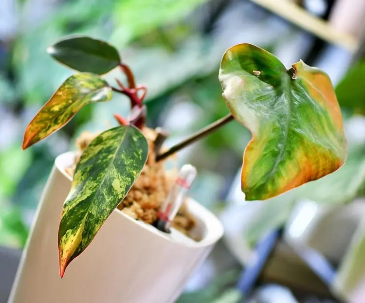 maladie philodendron avec feuilles jaunes