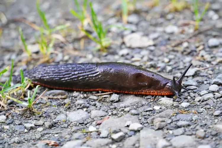 méthode naturelle pour chasser les limaces jardin