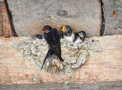 nid d'hirondelles, oiseaux qui annoncent le retour du printemps