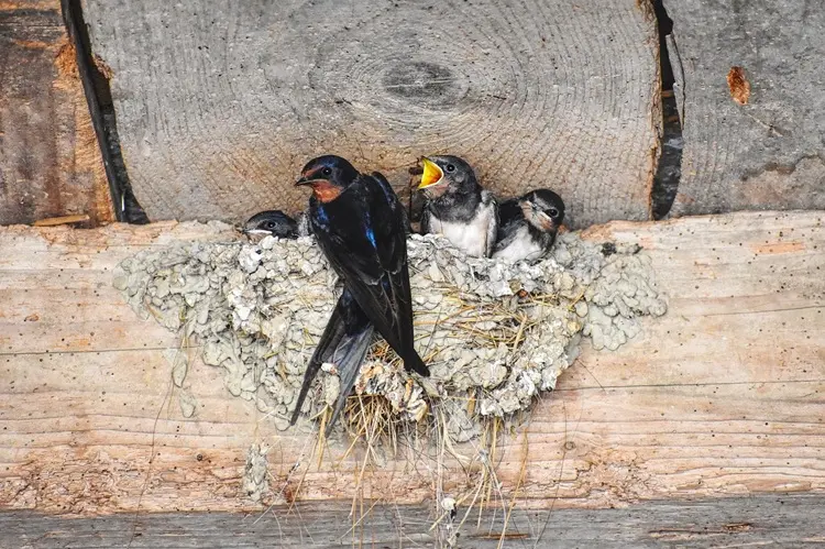 nid d'hirondelles, oiseaux qui annoncent le retour du printemps