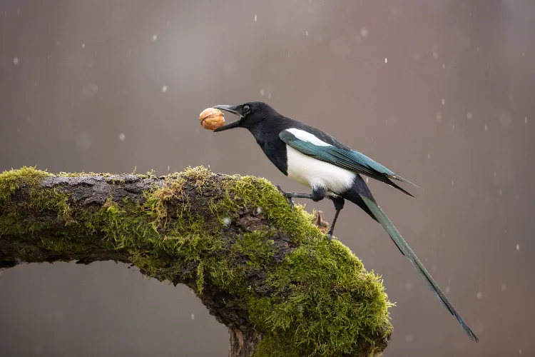 nourriture pour attirer les pies