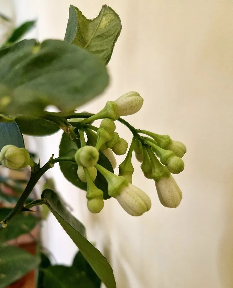 obtenir des citrons de meilleure qualité tout en préservant la santé de l'arbre