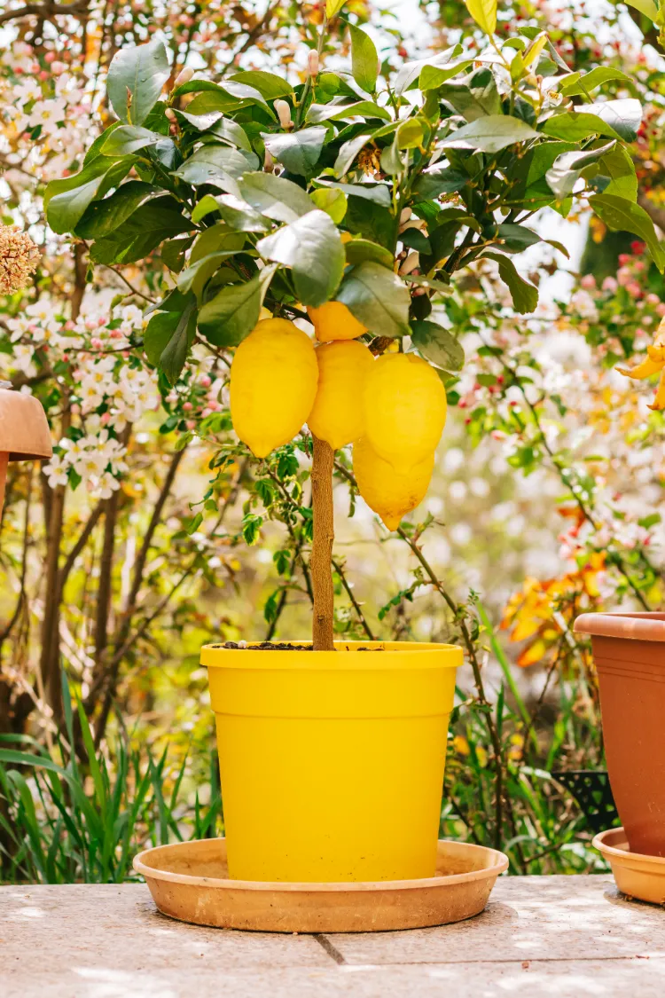 offrez de la lumière au citronnier