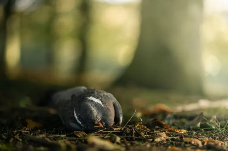 oiseau mort dans le jardin