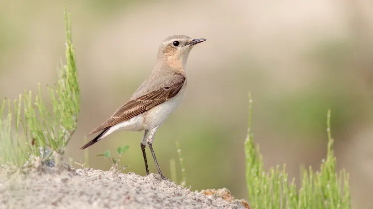 oiseaux qui annoncent le printemps