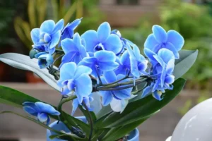 orchidée bleue phalaenopsis blanc teinté