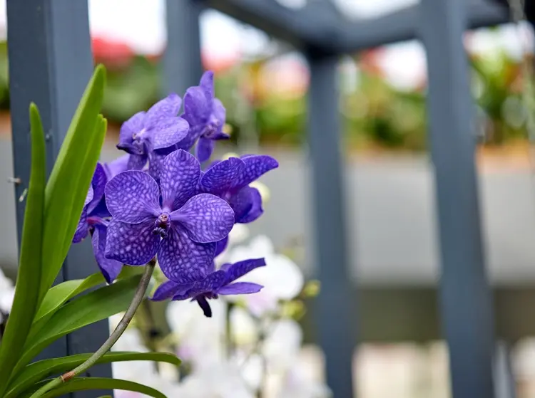 orchidée naturellement bleue vanda