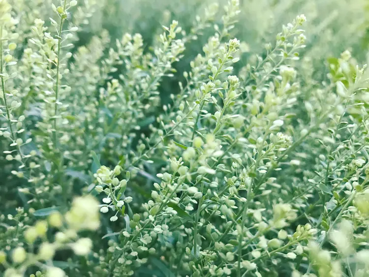 où planter l'absinthe dans le jardin