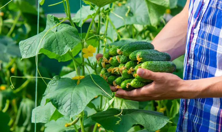 peut on faire les semis de concombres sous serre en mars solovei23 envato