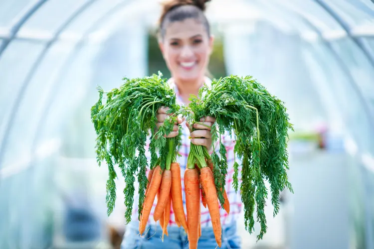 peut on semer les carottes en mars sous serre