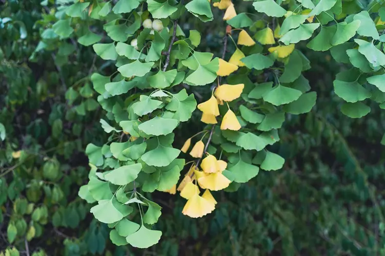 plantation de ginkgo biloba au jardin