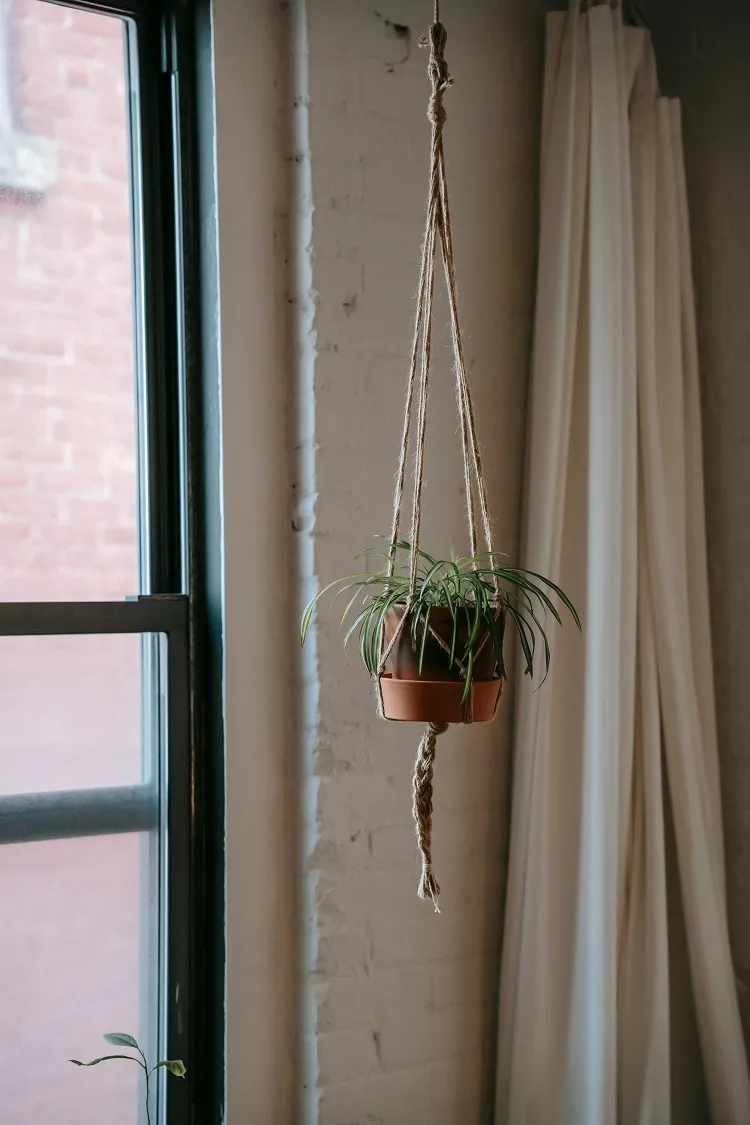 plante araignée en pot suspendu façon macramé dans la cuisine sombre