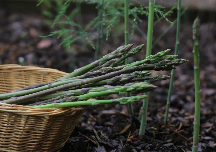 plantes à semi spontanés au potager