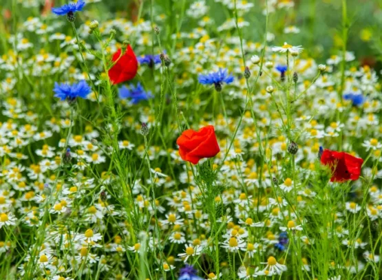 plantes à semis spontanés 2025