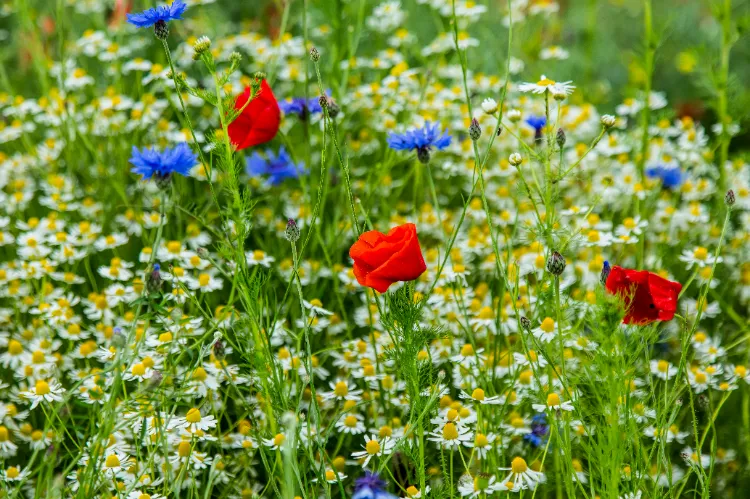 plantes à semis spontanés 2025