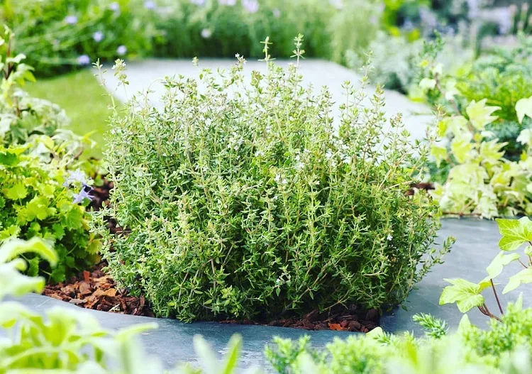 plantes persistantes à croissance rapide le thymus vulgaris