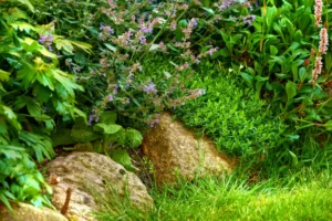 plantes vivaces pour rocaille mi ombre 2025