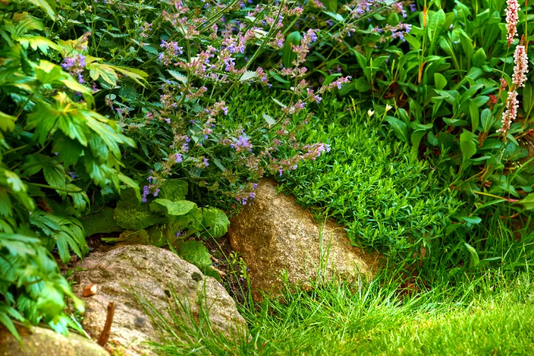 plantes vivaces pour rocaille mi ombre 2025