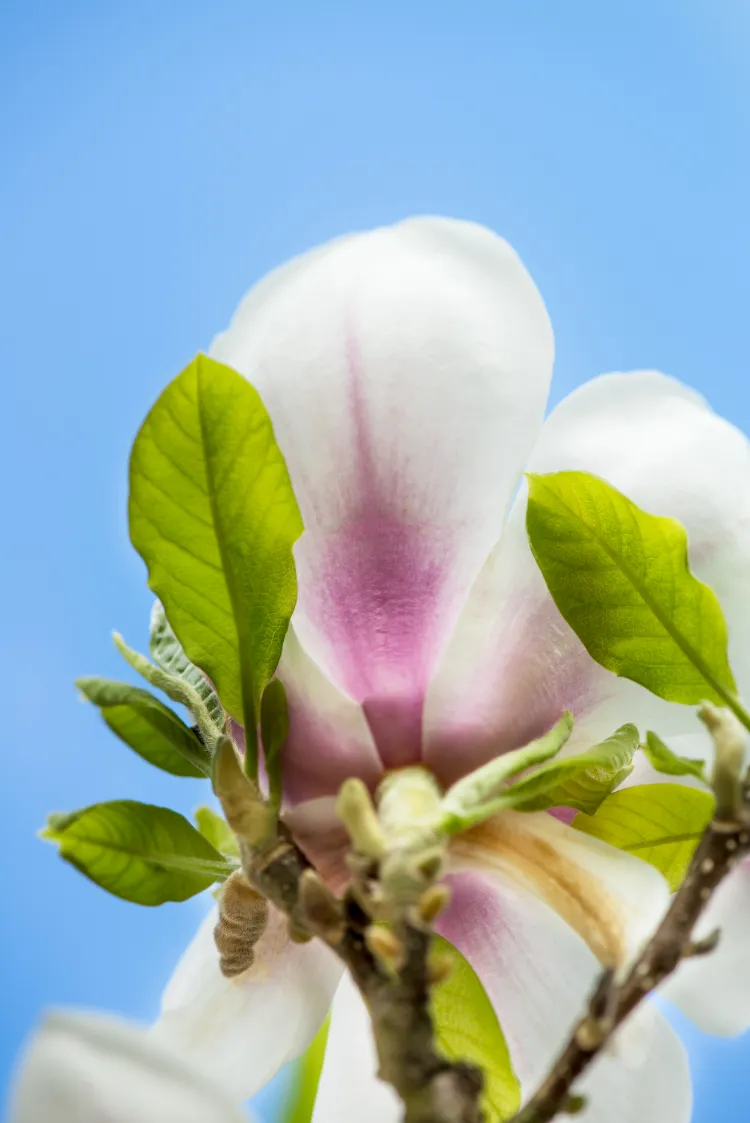 pourquoi les feuilles de magnolia se sont enroulées