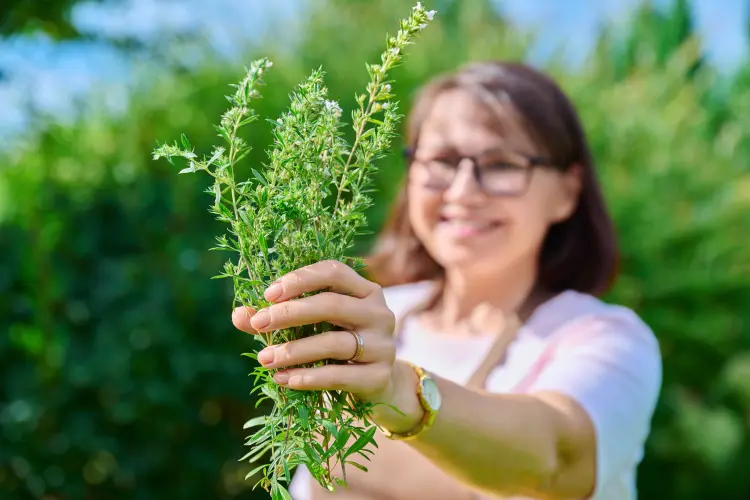 pourquoi planter l'absinthe dans le jardin quels sont ses bienfaits 