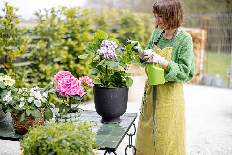 prendre soin des fleurs dans le jardin grâce à l'acide citrique