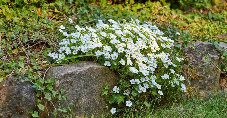 prolifération des mauvaises herbes dans une rocaille