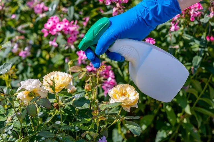 pulvériser les rosiers avec une solution d'acide citrique aide à acidifier le sol et améliorer la floraison