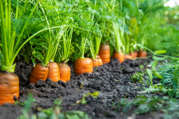 quand et comment semer les carottes d'hiver