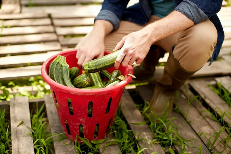 Quand planter les courgettes en 2025 pour une belle récolte?