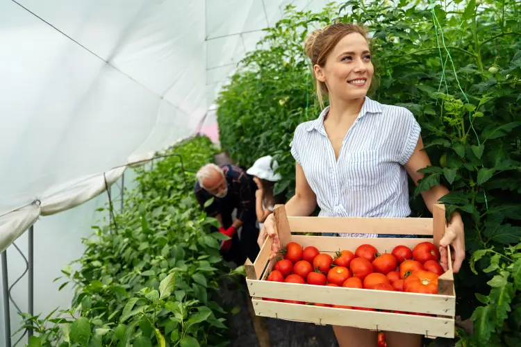 quand semer les semis de tomates sous serre 