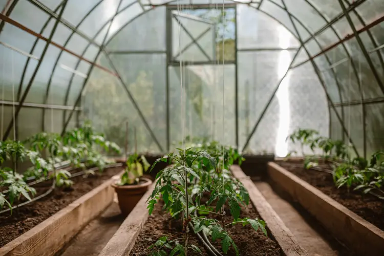 que semer en mars sous serre idées récolte précoce légumes wirestock envato
