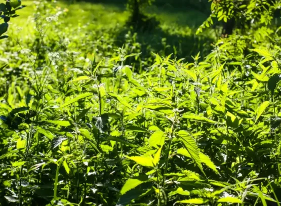 quelle plante pour étouffer les ronces