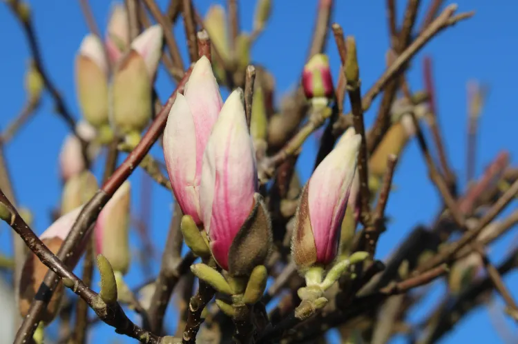 quelles maladies peuvent toucher votre magnolia