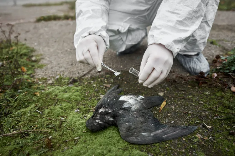 quelles mesures prendre face à un oiseau mort dans le jardin