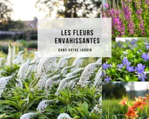 quelles sont les fleurs envahissantes dans votre jardin