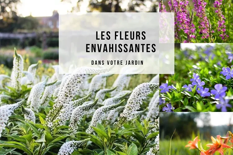quelles sont les fleurs envahissantes dans votre jardin