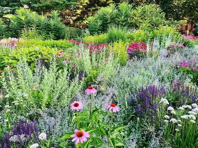 quelles sont les plantes persistantes à croissance rapide à adopter dans son jardin cette année