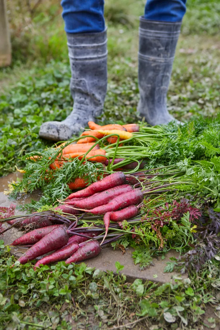 quelles variétés de carottes 2025