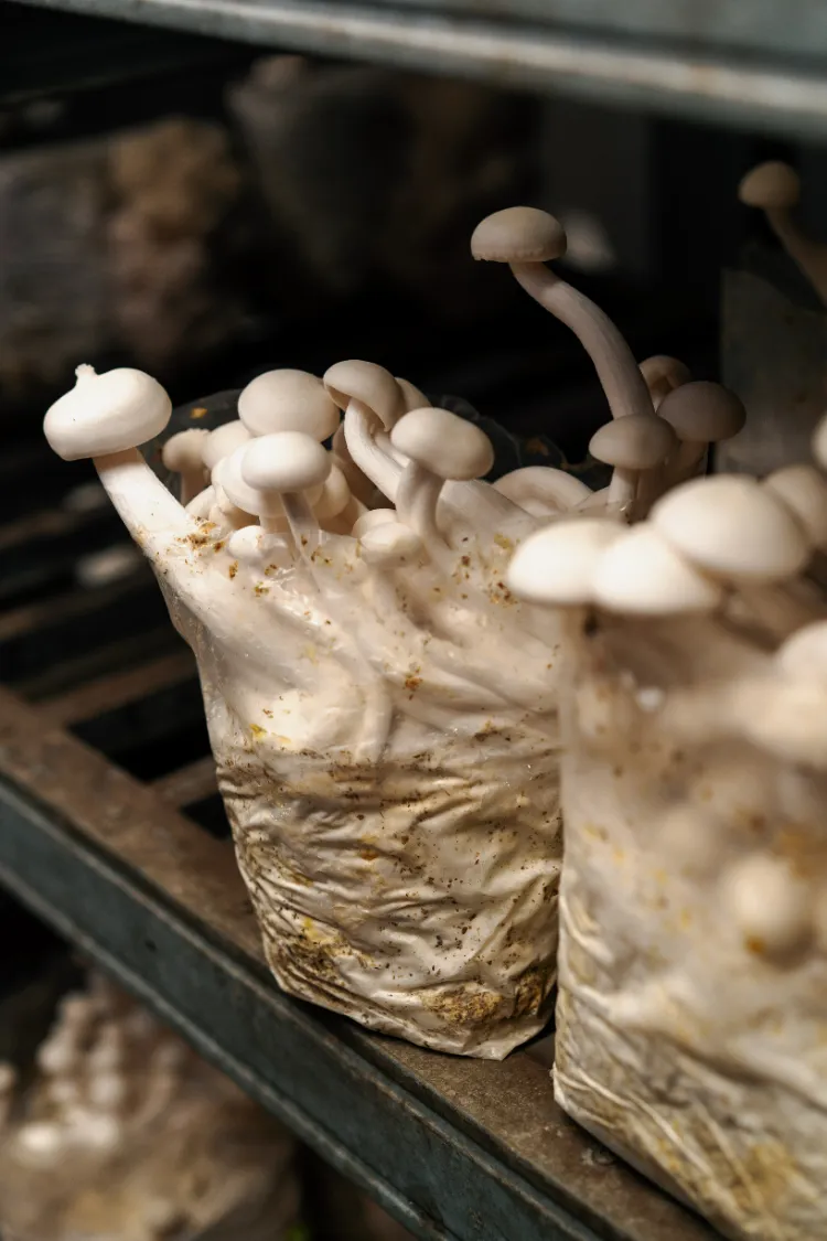 quels champignons peut on faire pousser chez soi