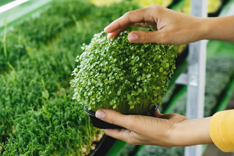 quels légumes semer en mars à l'abri cresson 